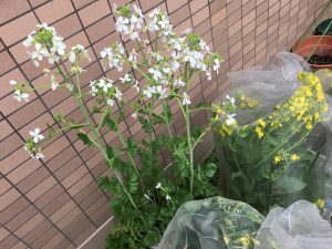ダイコンの花