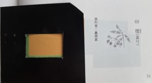 かさねの色目「檀（まゆみ）」