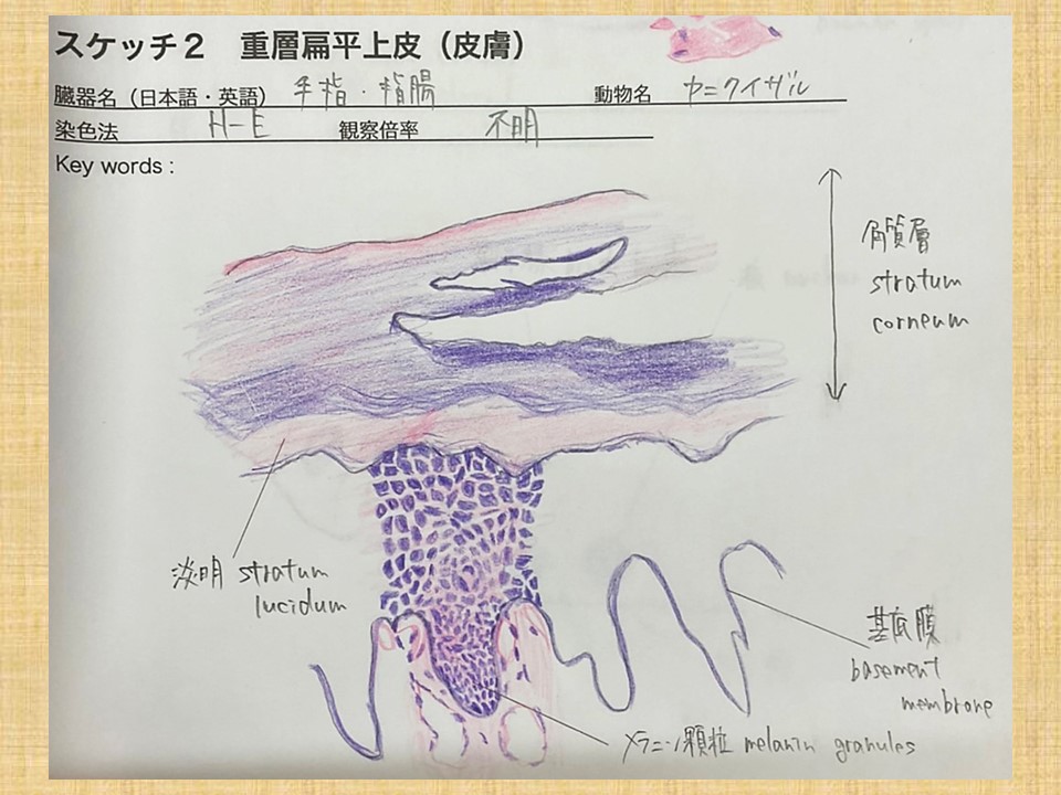 拓海スケッチ | 遊刊エディスト：松岡正剛、編集工学、イシス編集学校