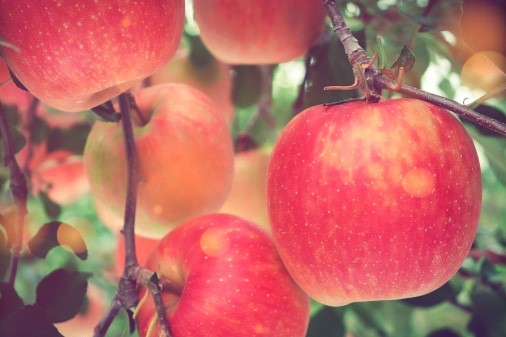 10月の季語、りんご