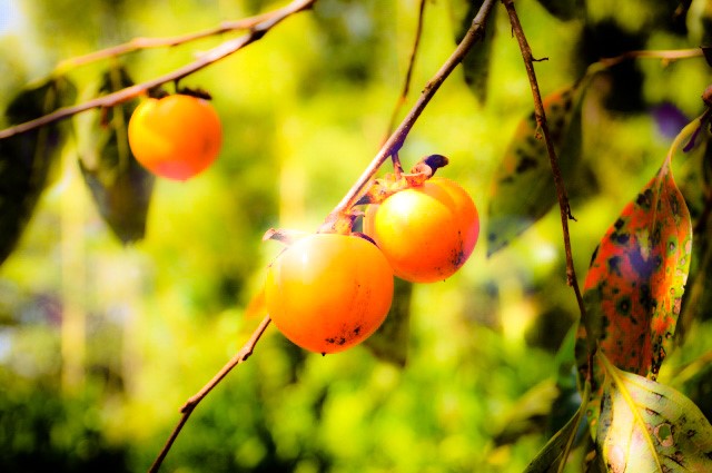 11月の季語、柿